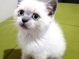 British Shorthair Yavrularımız
