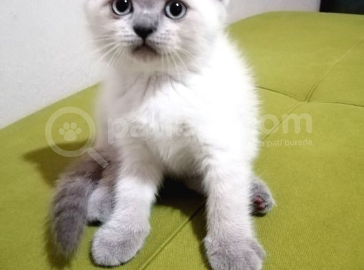 British Shorthair Yavrularımız görsel