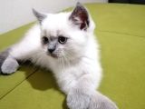 British Shorthair Yavrularımız