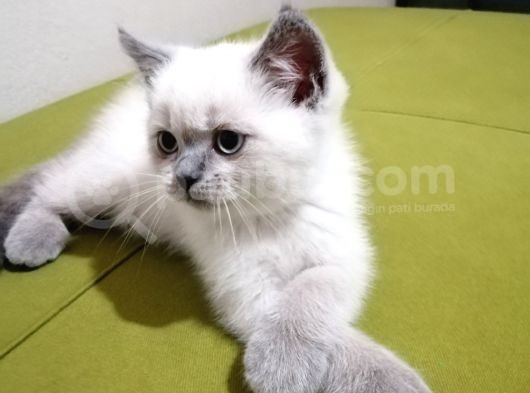 British Shorthair Yavrularımız görsel