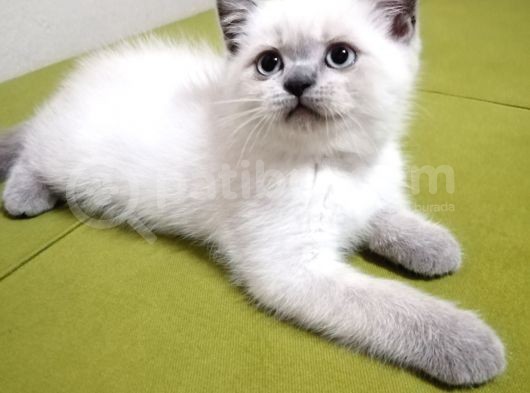 British Shorthair Yavrularımız görsel