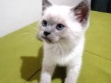 British Shorthair Yavrularımız