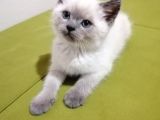 British Shorthair Yavrularımız