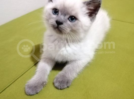 British Shorthair Yavrularımız görsel