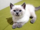 British Shorthair Yavrularımız