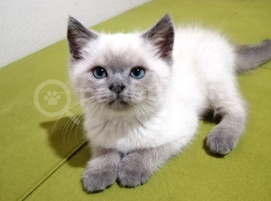 British Shorthair Yavrularımız görsel