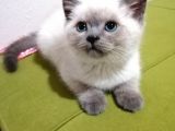 British Shorthair Yavrularımız