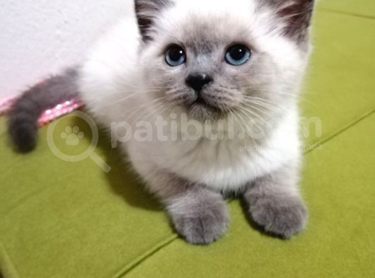 British Shorthair Yavrularımız görsel