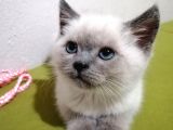 British Shorthair Yavrularımız