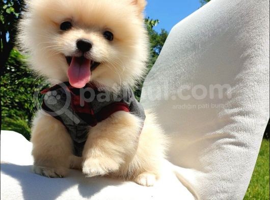Teddy Face Pomeranian Boo Yavrularımız görsel