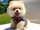 Teddy Face Pomeranian Boo Yavrularımız