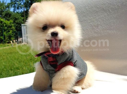 Teddy Face Pomeranian Boo Yavrularımız görsel