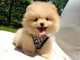 Teddy Face Pomeranian Boo Yavrularımız