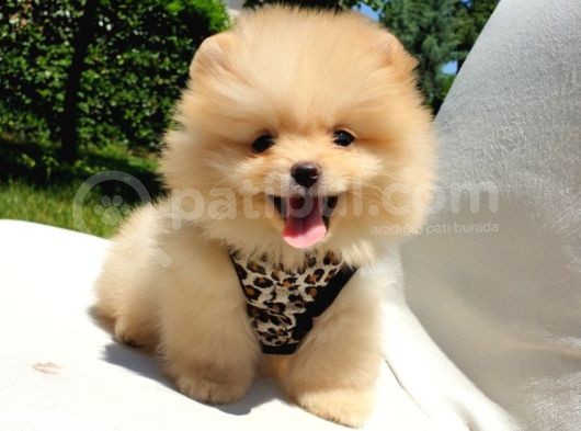 Teddy Face Pomeranian Boo Yavrularımız görsel