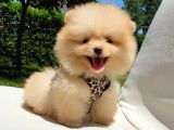 Teddy Face Pomeranian Boo Yavrularımız