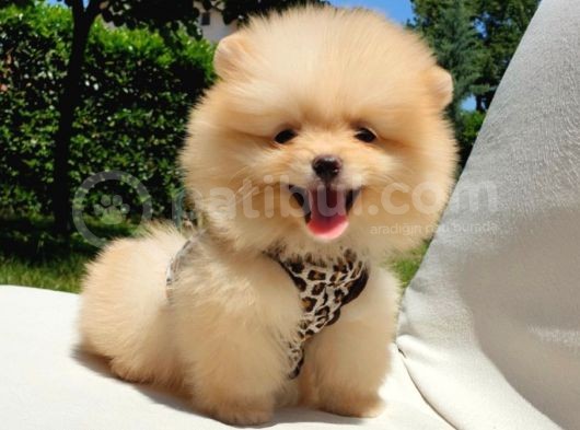 Teddy Face Pomeranian Boo Yavrularımız görsel
