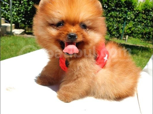 Teddy Face Pomeranian Boo Yavrularımız görsel