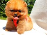 Teddy Face Pomeranian Boo Yavrularımız