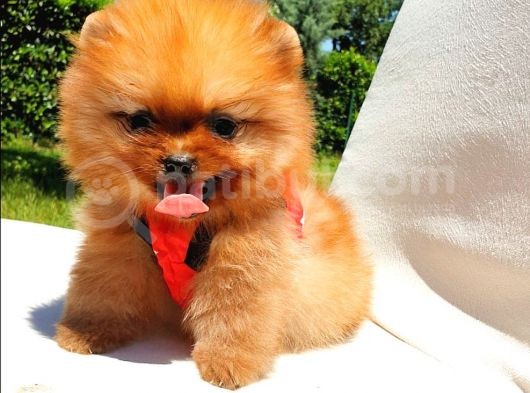 Teddy Face Pomeranian Boo Yavrularımız görsel