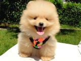 Teddy Face Pomeranian Boo Yavrularımız