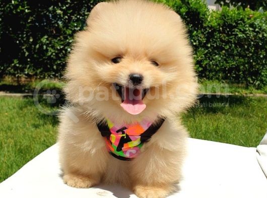 Teddy Face Pomeranian Boo Yavrularımız