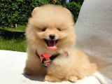 Teddy Face Pomeranian Boo Yavrularımız