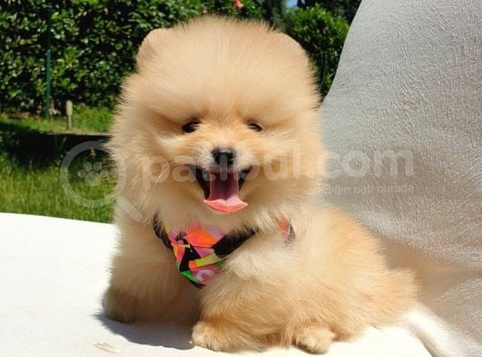 Teddy Face Pomeranian Boo Yavrularımız görsel