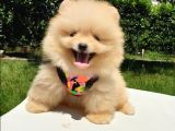 Teddy Face Pomeranian Boo Yavrularımız