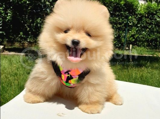 Teddy Face Pomeranian Boo Yavrularımız görsel