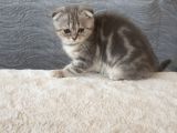 Full Secereli Safkan Scottish Fold Kızlarımız Yeni Ailelerini Bekliyor