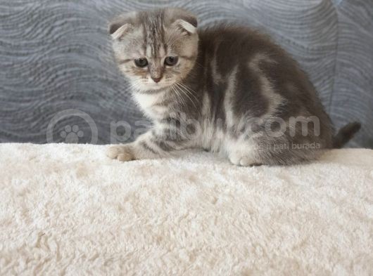 Full Secereli Safkan Scottish Fold Kızlarımız Yeni Ailelerini Bekliyor görsel
