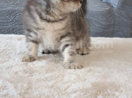 Full Secereli Safkan Scottish Fold Kızlarımız Yeni Ailelerini Bekliyor görsel