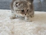 Full Secereli Safkan Scottish Fold Kızlarımız Yeni Ailelerini Bekliyor