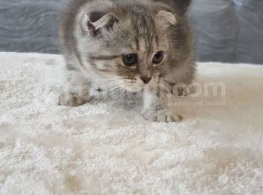 Full Secereli Safkan Scottish Fold Kızlarımız Yeni Ailelerini Bekliyor görsel