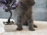 Full Secereli Safkan Scottish Fold Kızlarımız Yeni Ailelerini Bekliyor