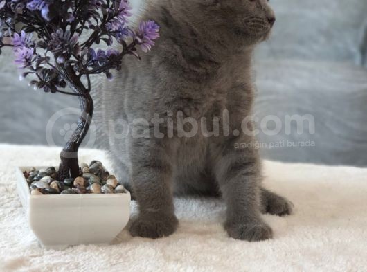 Full Secereli Safkan Scottish Fold Kızlarımız Yeni Ailelerini Bekliyor görsel