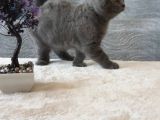 Full Secereli Safkan Scottish Fold Kızlarımız Yeni Ailelerini Bekliyor