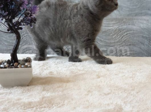 Full Secereli Safkan Scottish Fold Kızlarımız Yeni Ailelerini Bekliyor