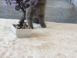 Full Secereli Safkan Scottish Fold Kızlarımız Yeni Ailelerini Bekliyor
