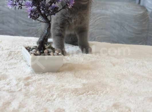 Full Secereli Safkan Scottish Fold Kızlarımız Yeni Ailelerini Bekliyor görsel