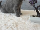 Full Secereli Safkan Scottish Fold Kızlarımız Yeni Ailelerini Bekliyor