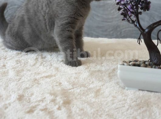 Full Secereli Safkan Scottish Fold Kızlarımız Yeni Ailelerini Bekliyor görsel
