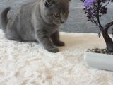 Full Secereli Safkan Scottish Fold Kızlarımız Yeni Ailelerini Bekliyor