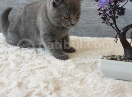 Full Secereli Safkan Scottish Fold Kızlarımız Yeni Ailelerini Bekliyor görsel