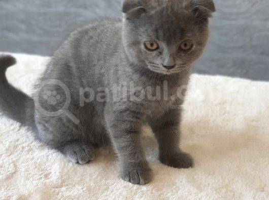 Full Secereli Safkan Scottish Fold Kızlarımız Yeni Ailelerini Bekliyor görsel