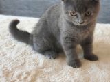 Full Secereli Safkan Scottish Fold Kızlarımız Yeni Ailelerini Bekliyor