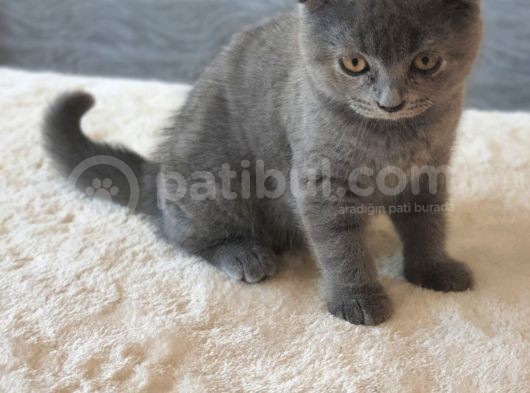 Full Secereli Safkan Scottish Fold Kızlarımız Yeni Ailelerini Bekliyor görsel