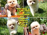 Küt Mikro Burun Yarışma Adayı Safkan Boo Pomeranian