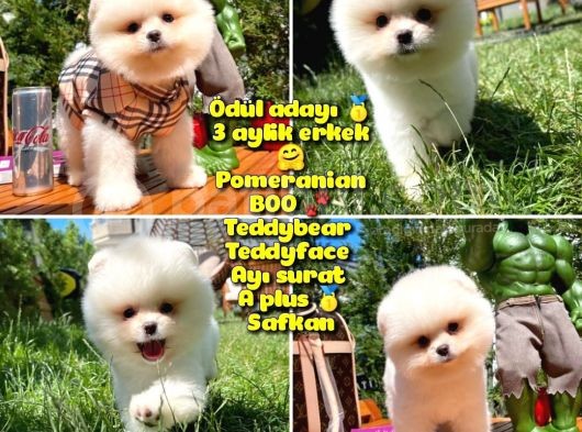 Küt Mikro Burun Yarışma Adayı Safkan Boo Pomeranian