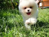 Küt Mikro Burun Yarışma Adayı Safkan Boo Pomeranian